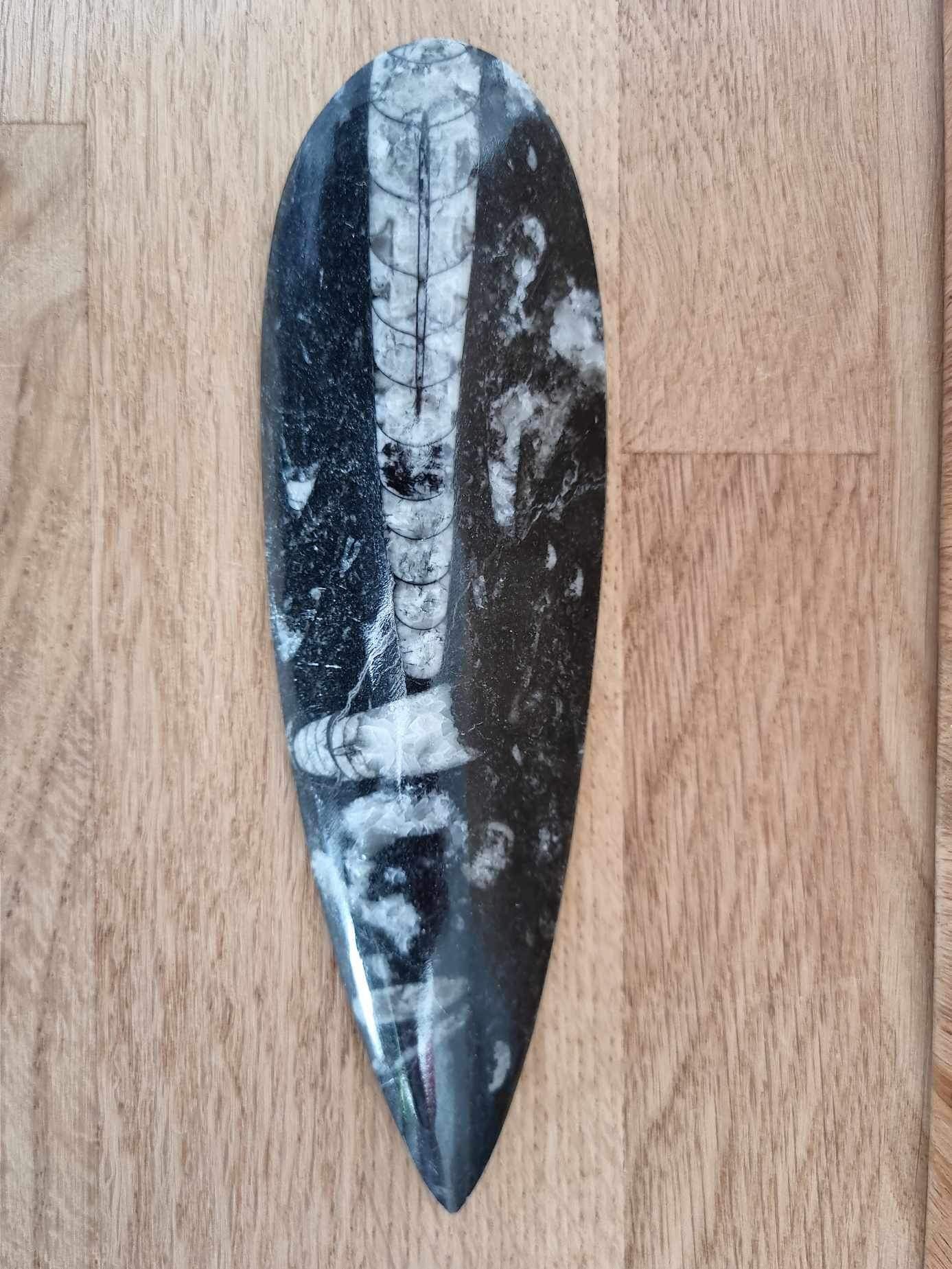 Orthoceras fossil, 17 cm