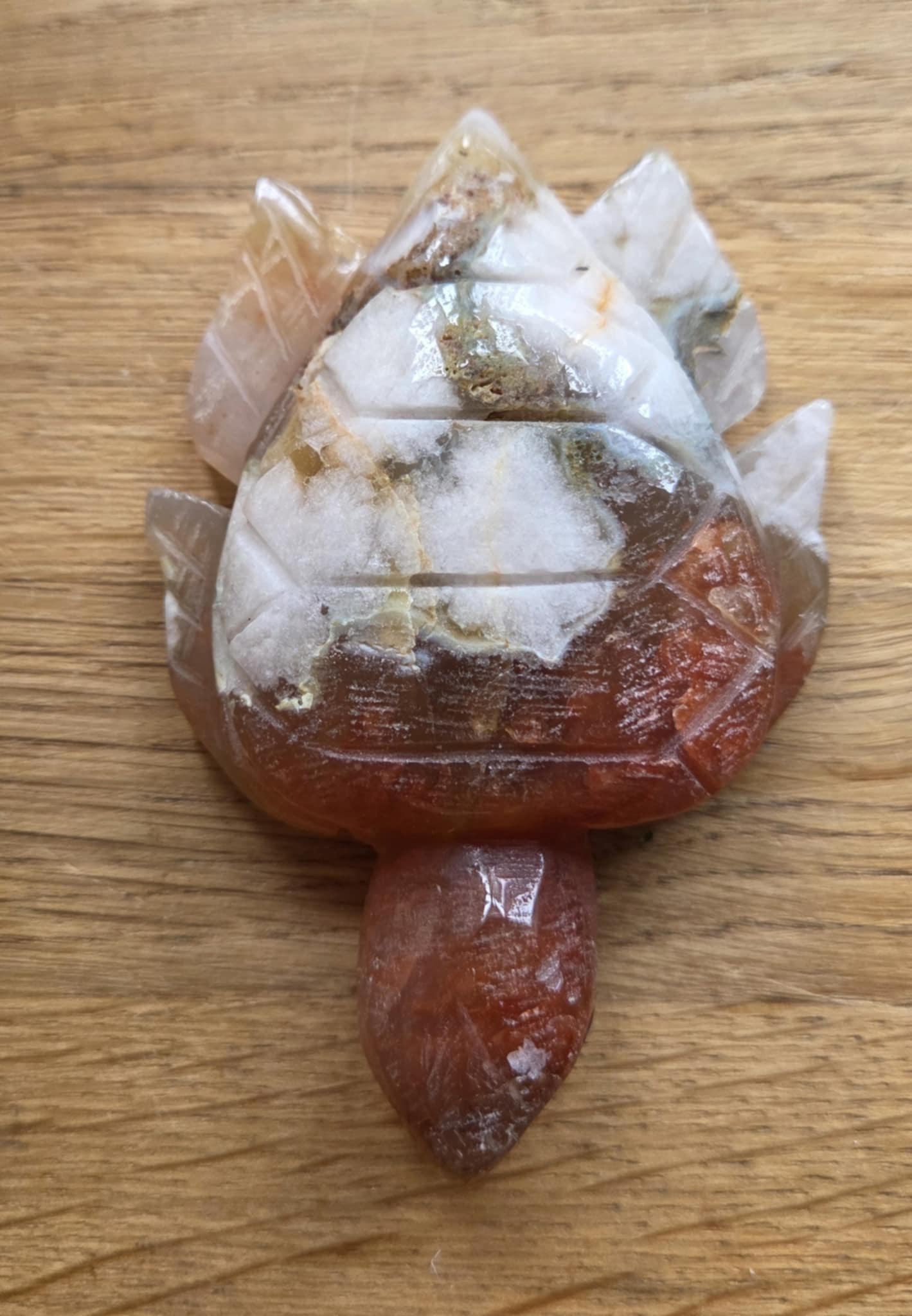 Flower agate turtle