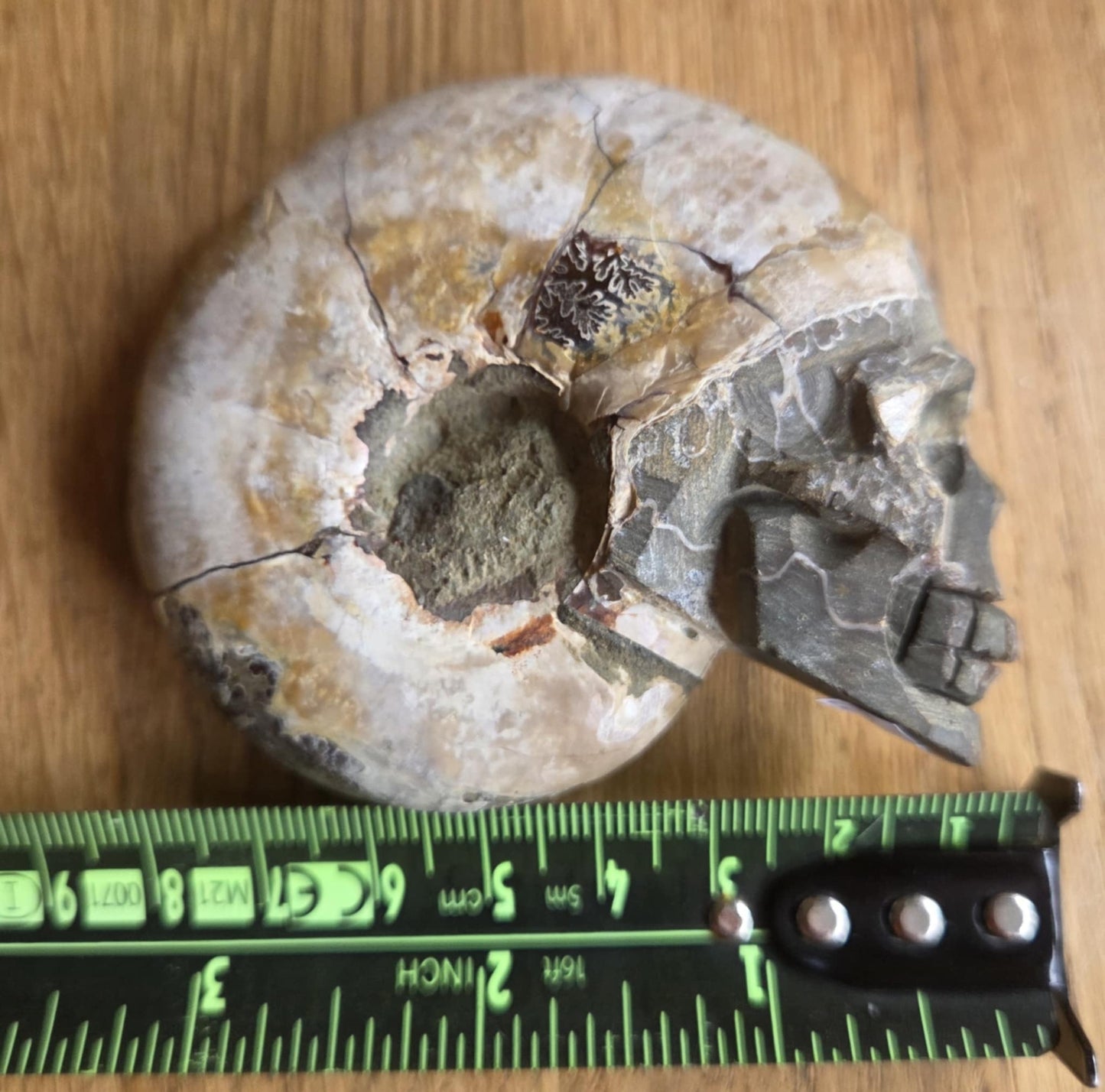 Ammonite skull